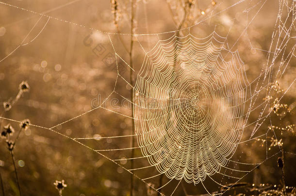 早上的蜘蛛网