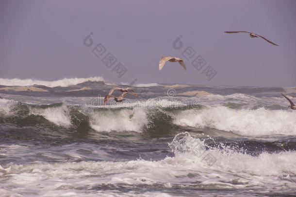 海鸥飞过<strong>来袭</strong>的海浪