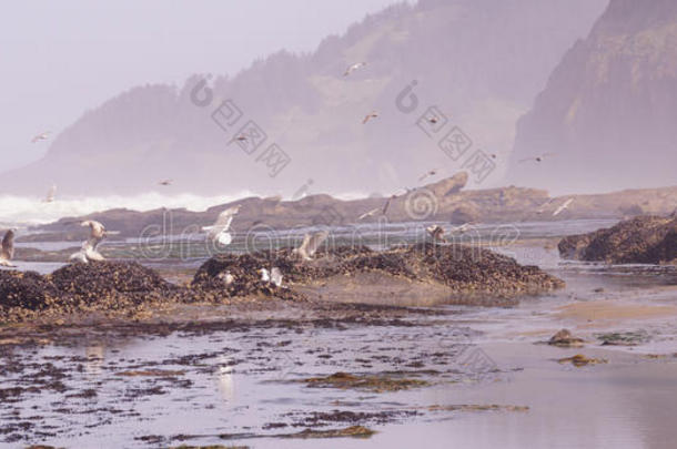 海鸥飞过<strong>来袭</strong>的海浪