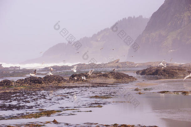 海鸥飞过<strong>来袭</strong>的海浪