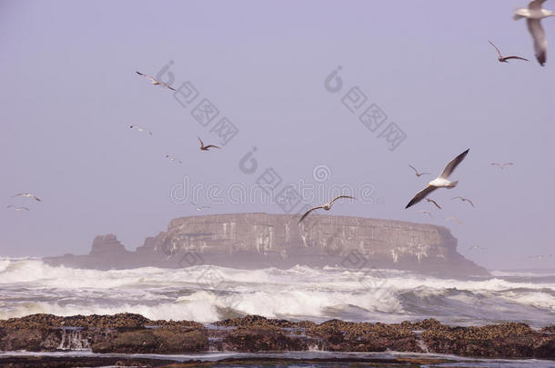 海鸥飞过<strong>来袭</strong>的海浪