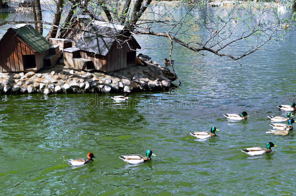 池塘里的一群鸭子