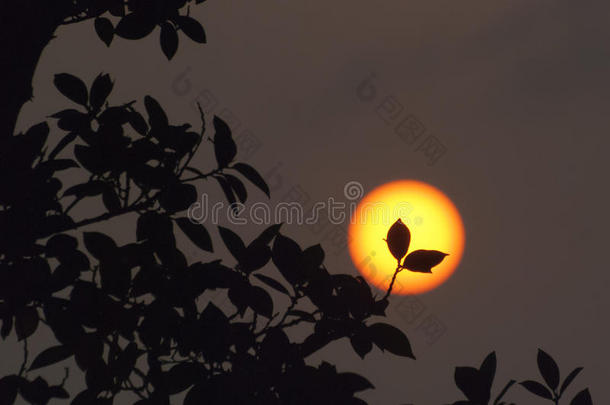 夕阳下的树叶剪影