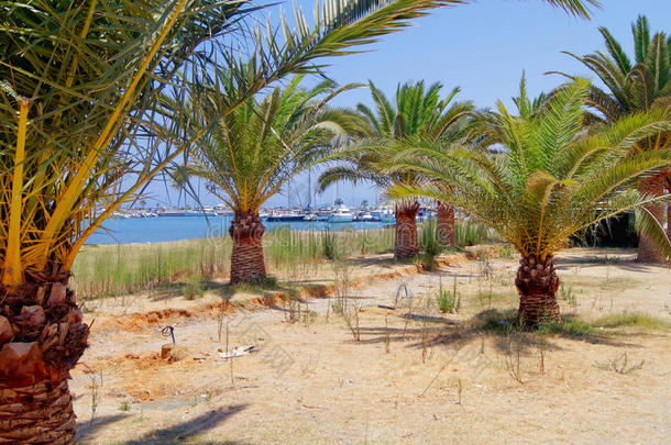 海岸的棕榈树