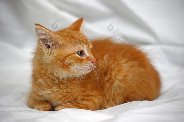 姜黄色小猫