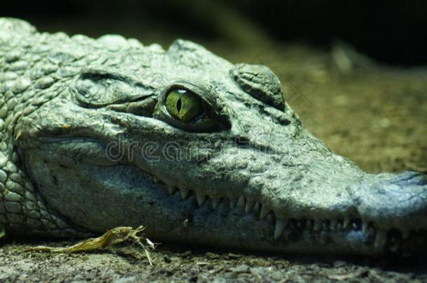 菲律宾crododile-crocodylus mindorensis