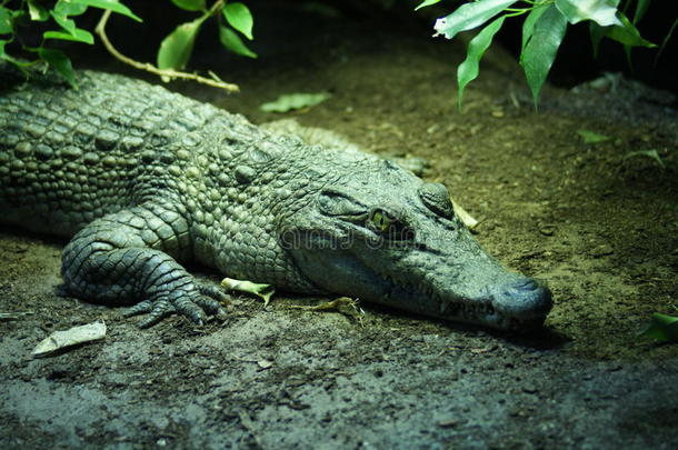 菲律宾crododile-crocodylus mindorensis