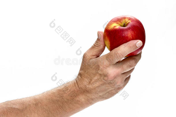 新鲜的红苹果在美丽的手孤立在白色的背景。