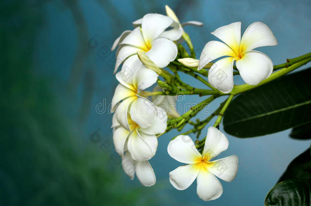 热带花鸡蛋花的分支（鸡蛋花）