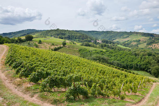 法国博若莱酿酒区的葡萄园