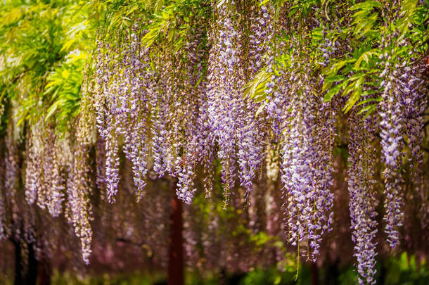 春花系列，紫藤