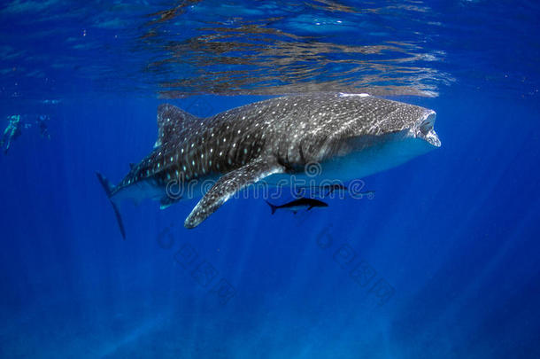 鲸鲨蓝水