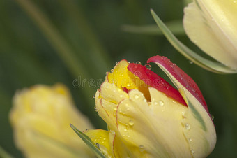美丽的黄红色郁金香花蕾图片