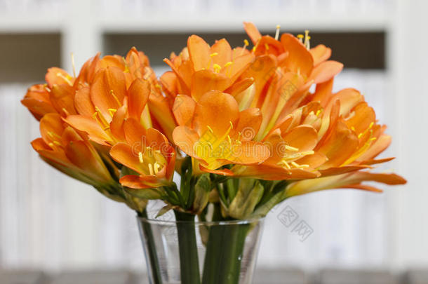 一束橙色的君子兰花放在玻璃花瓶里。