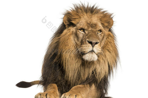 狮子躺着的正面图，狮子座，10岁