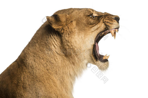 狮子座狮子<strong>吼叫</strong>的特写镜头