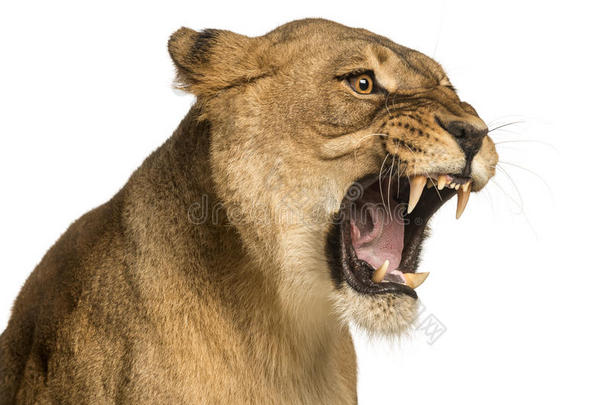 狮子<strong>吼叫</strong>的特写镜头，豹子狮子座，10岁