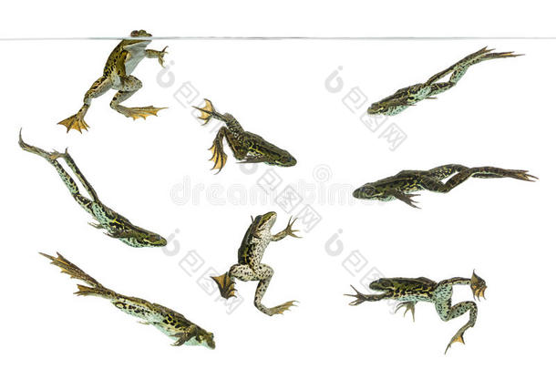 在水<strong>线下</strong>游动的可食用青蛙的组成