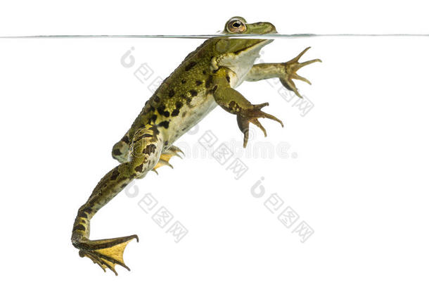 可食用青蛙在水面游泳的侧视图