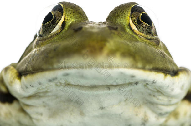 一只可食用的青蛙的特写镜头，pelophylax kl。埃斯库伦特斯