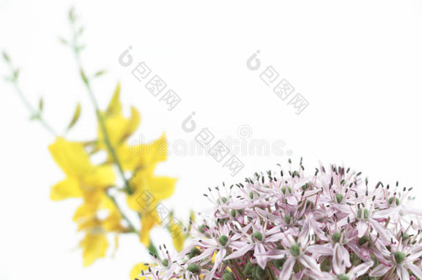 葱紫色球茎和黄色扫帚，白色