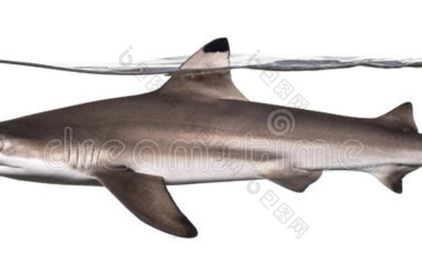 一只黑鳍礁鲨在水面游动的侧视图