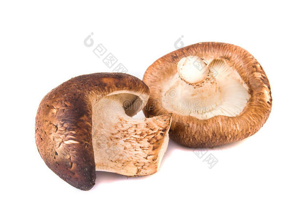 白色背景下分离出来的一小群日本蘑菇