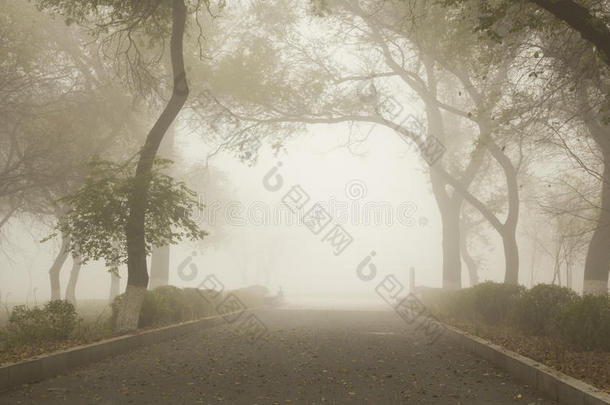 雾中的小路