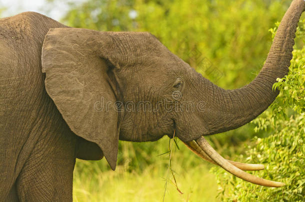 长着大象牙的非洲象