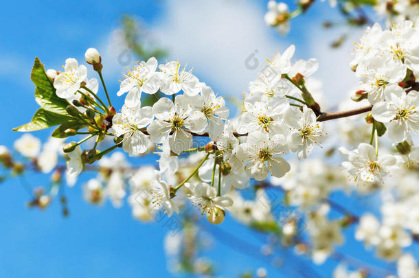 樱花和白色樱花的嫩枝