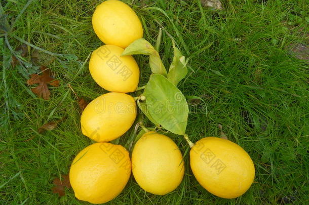 字母表字母l柠檬在草地上
