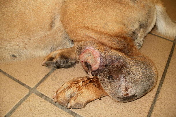 沙皮犬四肢肿瘤（肥大细胞瘤）