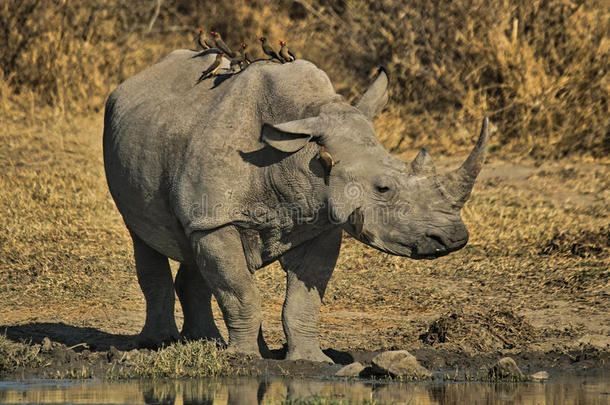 白犀牛或方唇犀牛（ceratotherium simum）