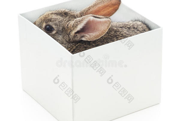 盒子里的兔子。