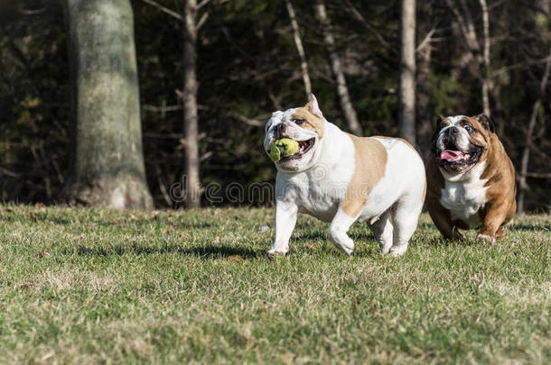 两只狗在玩接球