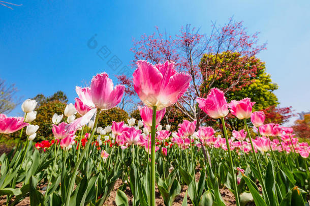 春花系列，粉色郁金香