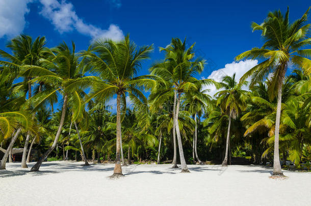 异国情调的棕榈林和沙滩上阳光明媚的沙滩