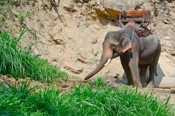 一种亚洲象和豪达一起徒步旅行