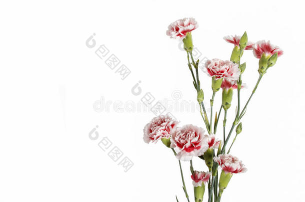 红白相间的康乃馨花