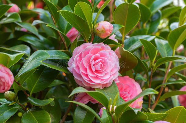 绿色叶子的粉红色山茶花