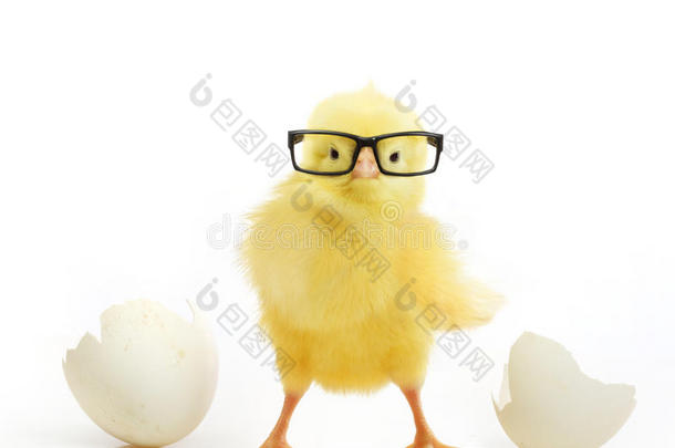 <strong>可爱的小鸡</strong>从一个白鸡蛋里出来