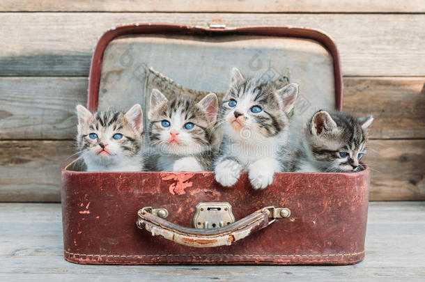 小猫在手提箱里<strong>抬头看</strong>