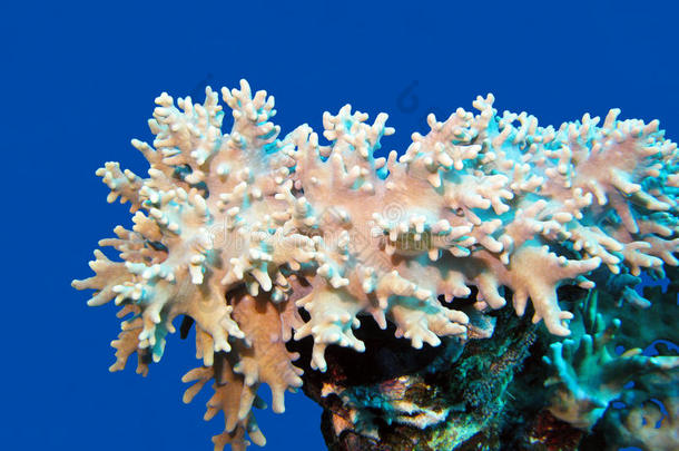 热带海底的珊瑚礁，有巨大的软珊瑚，孤立在蓝色的海水背景上