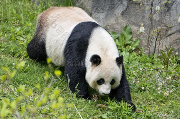 大<strong>熊猫</strong>一边吃竹子