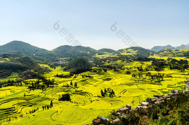 山地油菜田