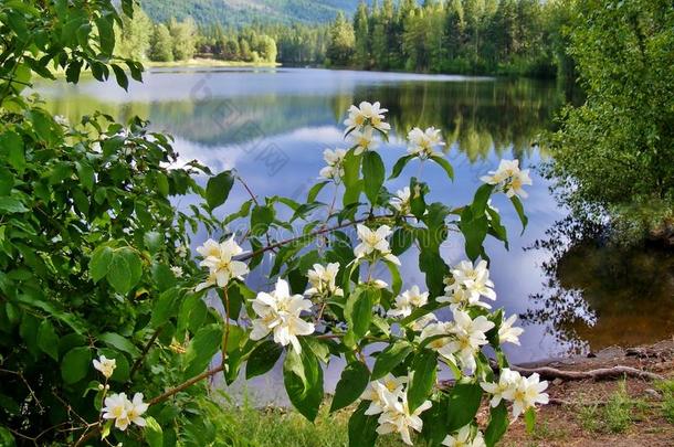 白色花朵，背景是美丽的反射湖