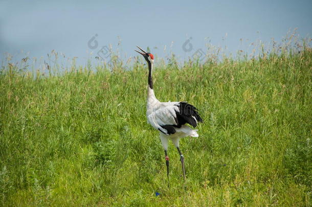 丹顶鹤扎龙湿地自然保护区内的丹顶鹤
