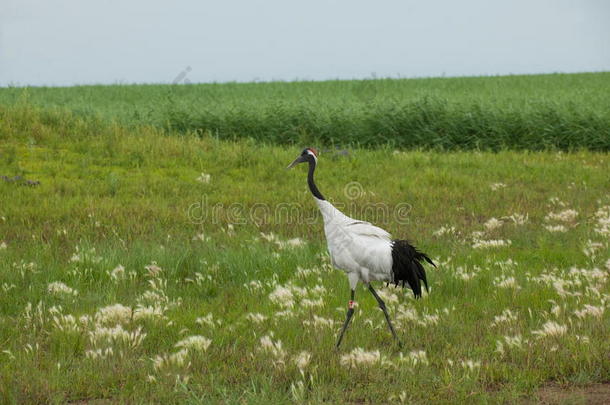 丹顶鹤扎龙湿地自然保护区内的丹顶鹤