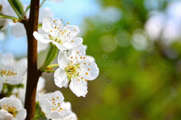 近距离观赏花园里<strong>盛开</strong>的白<strong>梅花</strong>。