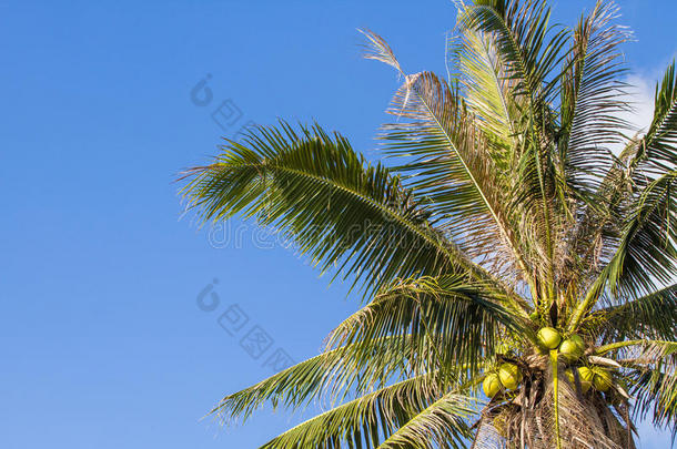 蓝天白云下的椰树